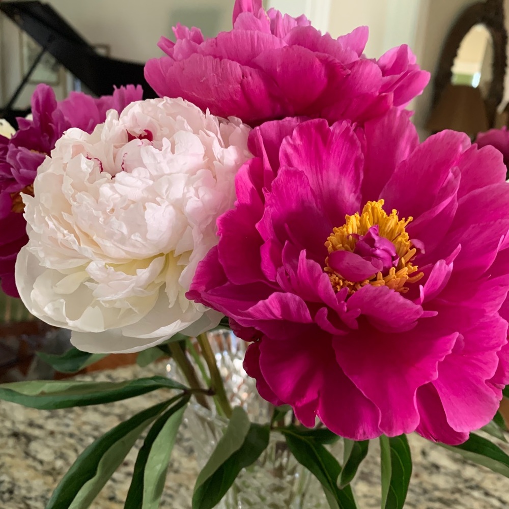 Meet your Posher, Bluegrass 40502